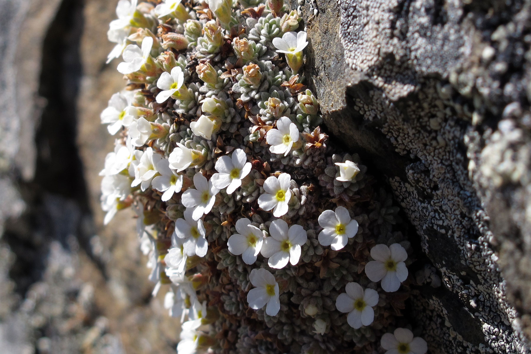 Androsace vandellii